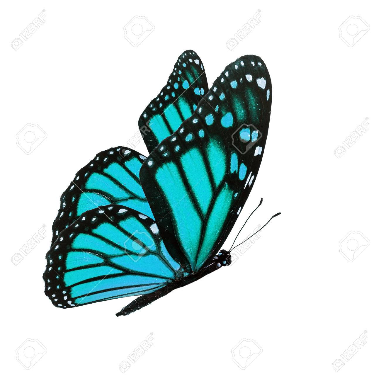 Beautiful Blue Butterfly Flying Isolated On White Background Stock Photo Picture And Royalty Free Image Image