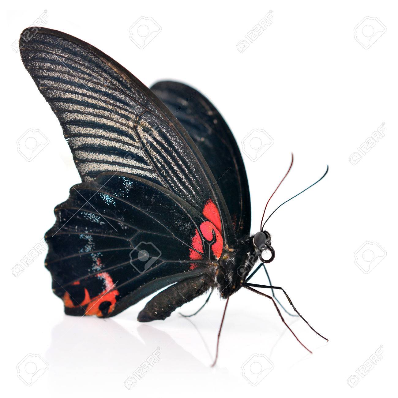 Red And Black Butterfly Isolated On White Background Stock Photo
