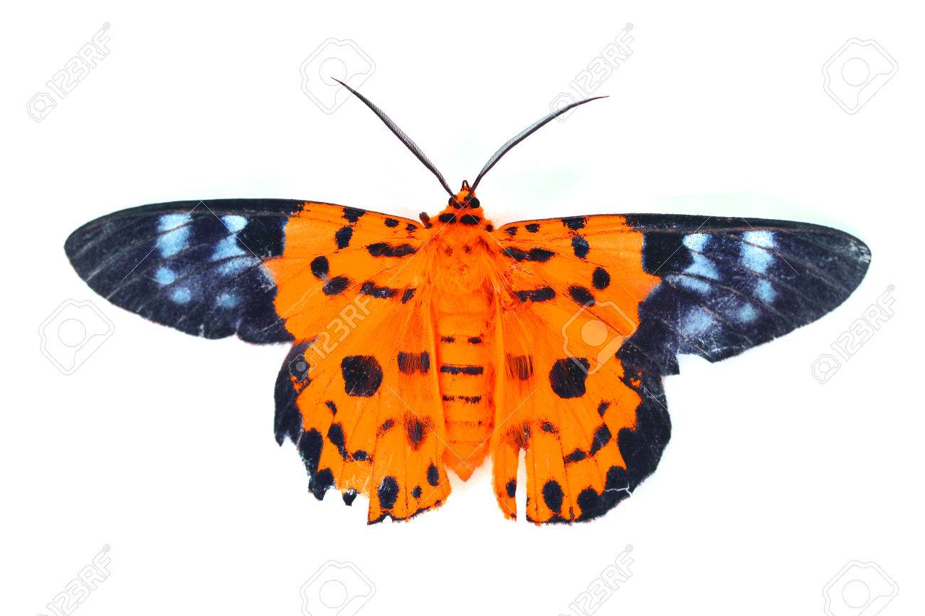 ③オレンジの花と青い蝶の掛軸 真作】 喜聞◇ 『英一