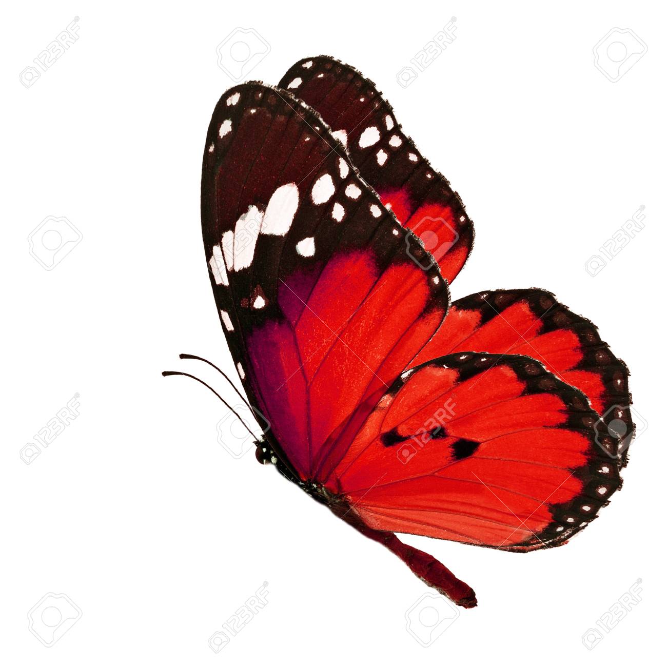 Beautiful Red Butterfly Flying Isolated On White Background Stock Photo,  Picture And Royalty Free Image. Image 34559011.