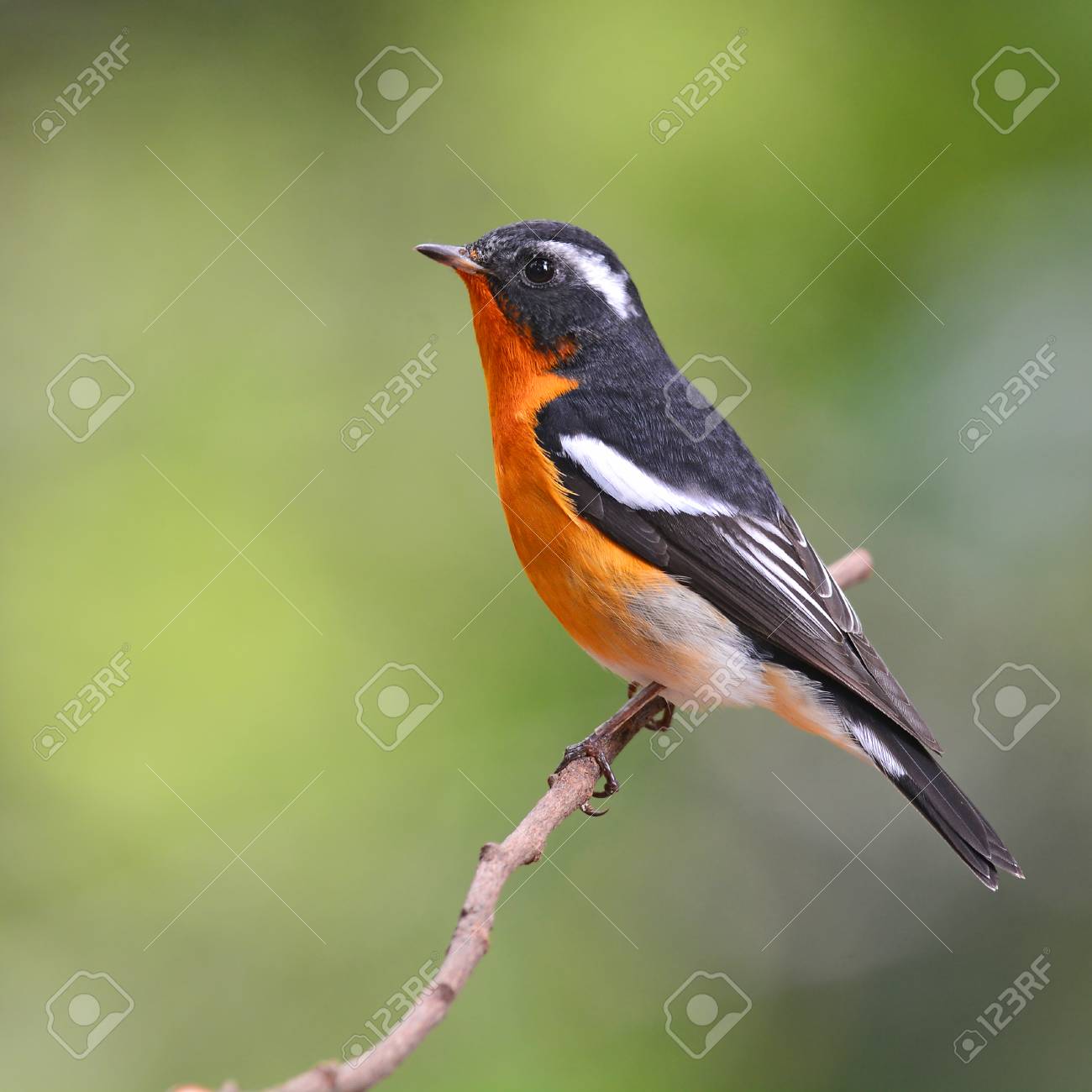木彫りの鳥 キビタキの着枝直前 【公式通販】