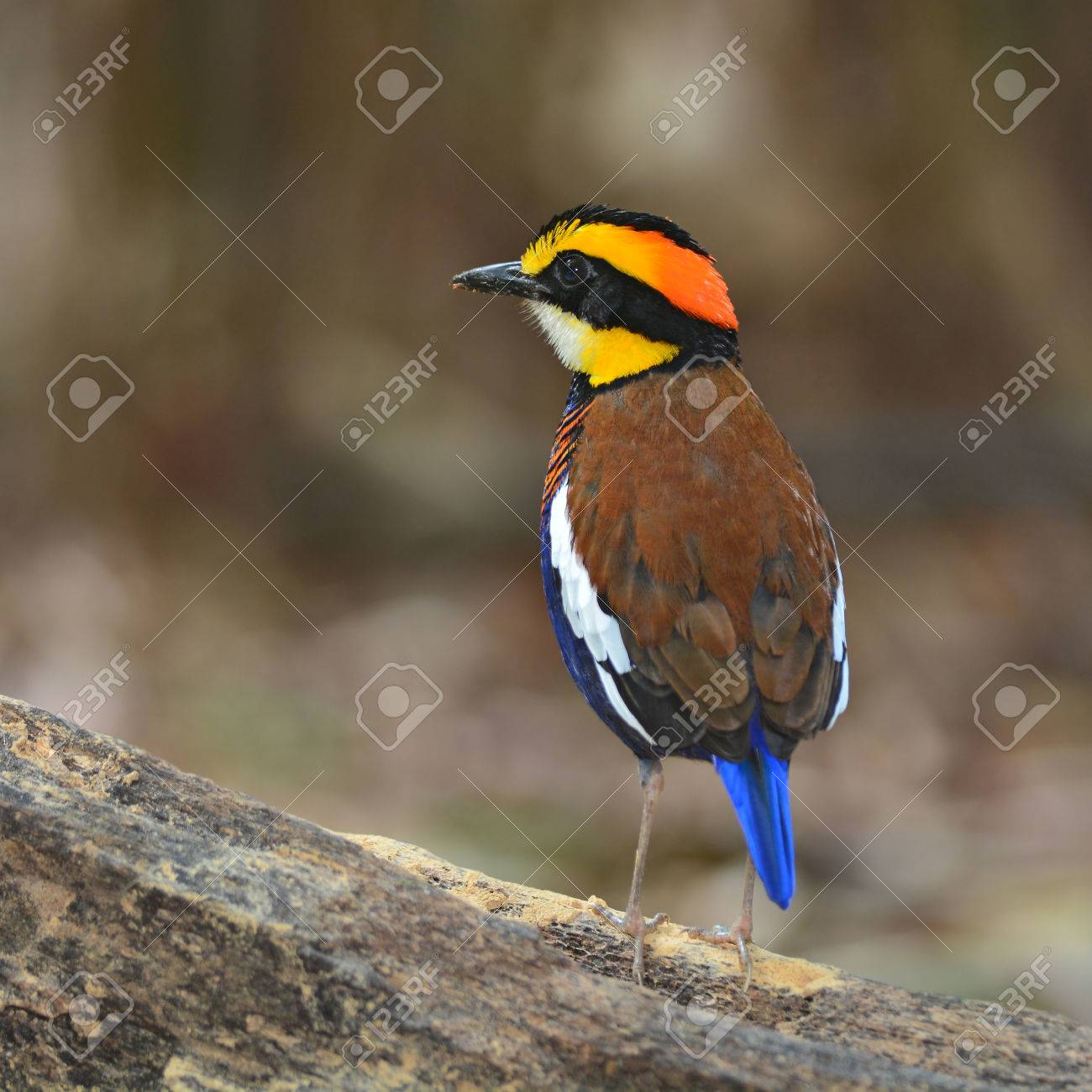 Un Bel Oiseau Mâle De Banded Pitta Hydrornis Irena Pitta Guajana Oiseau De La Thaïlande
