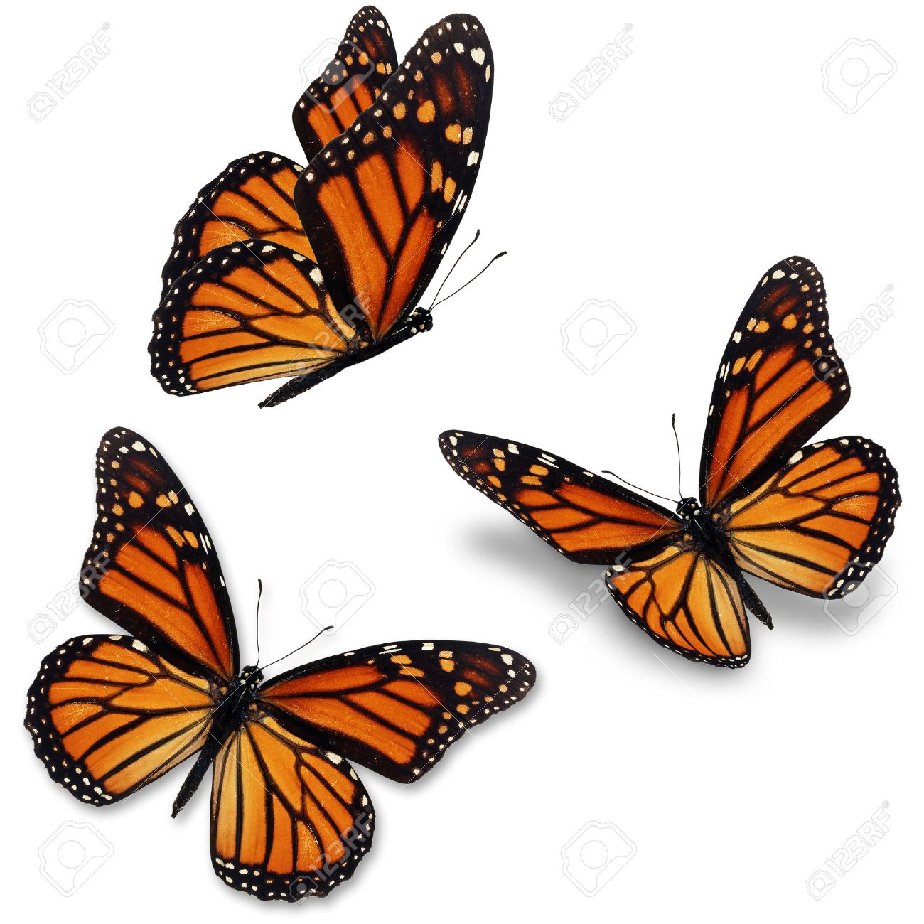 free butterfly images
