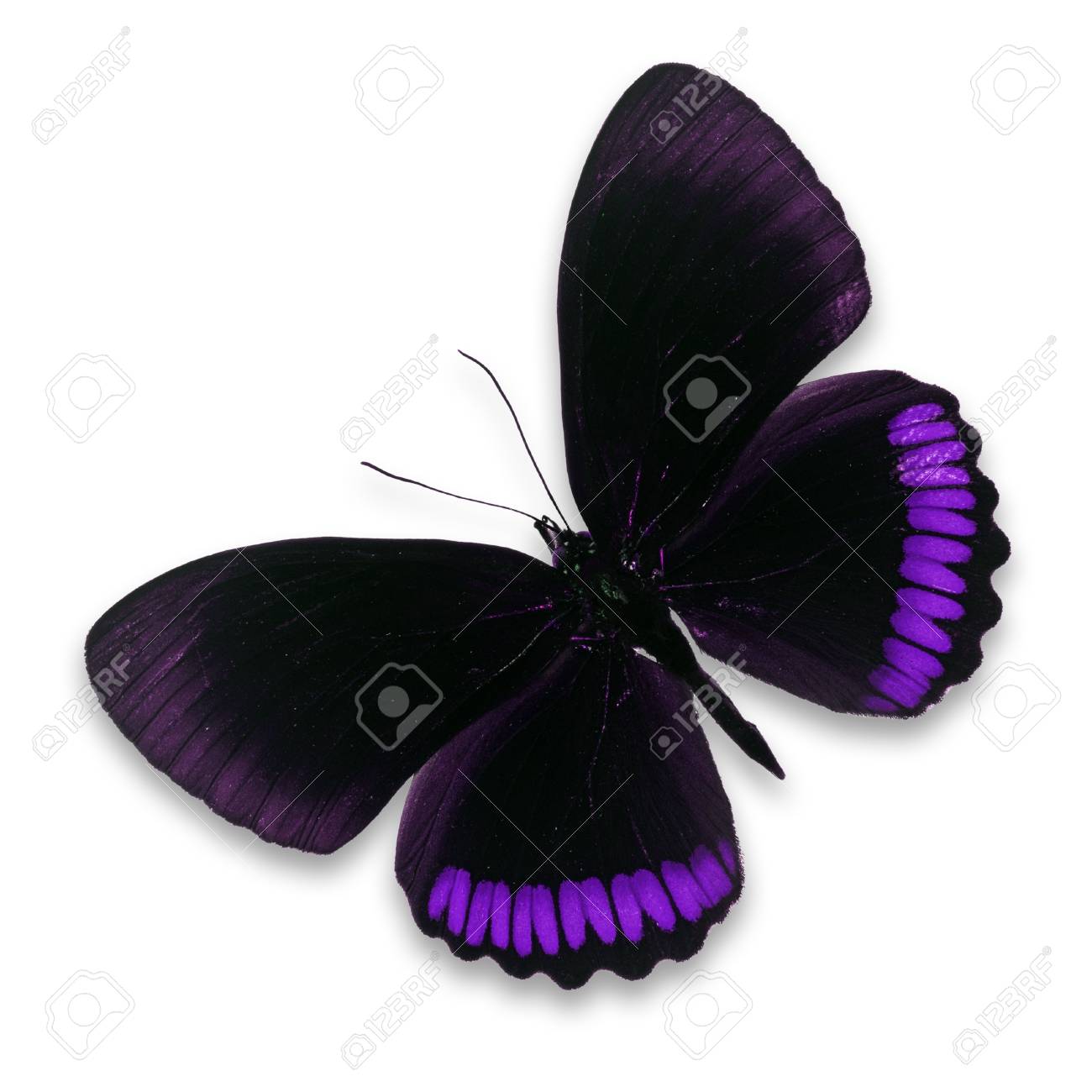 Black And Purple Butterfly Isolated On White Background Stock Photo Picture And Royalty Free Image Image 37161396