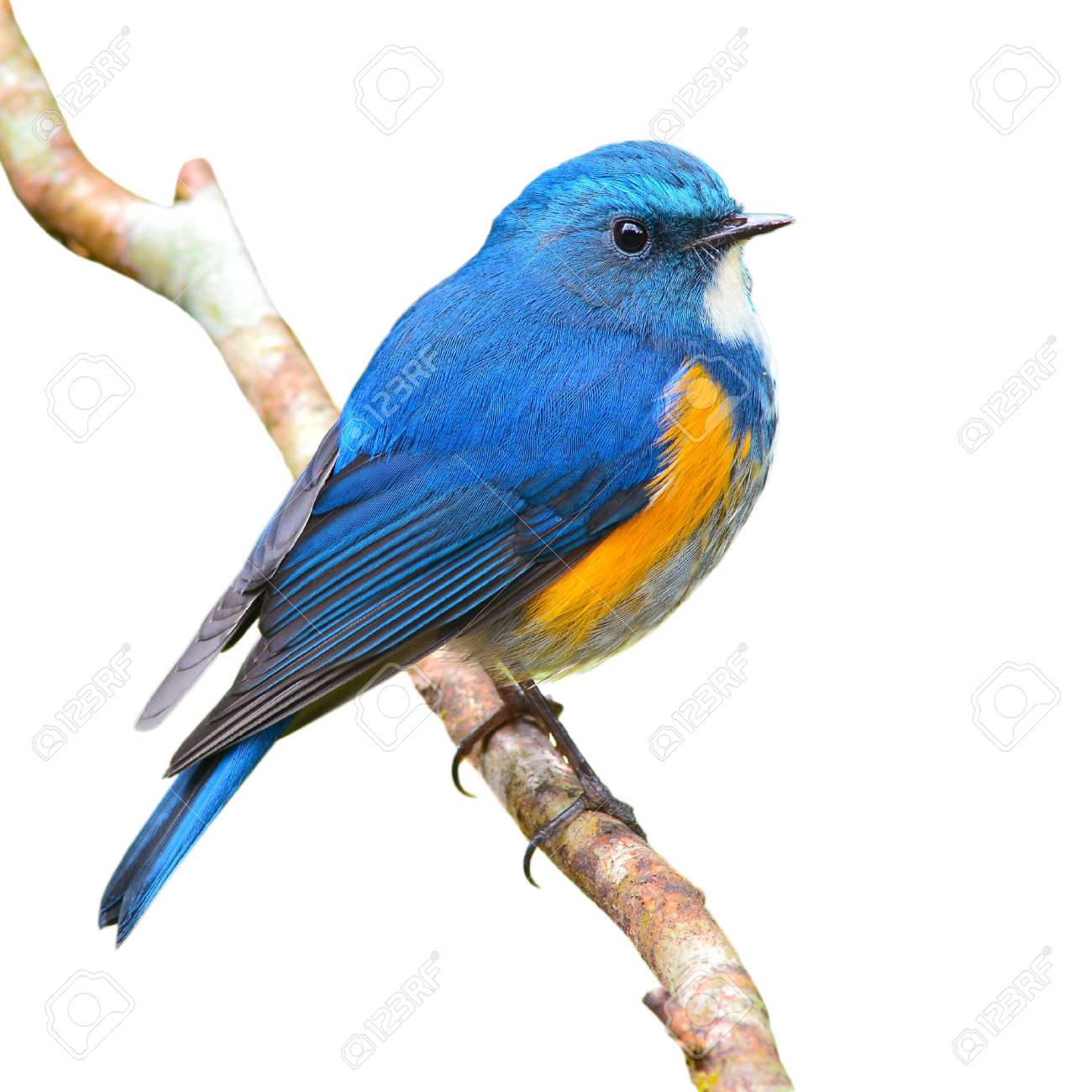 青鳥、男性ルリビタキ (ルリビタキ Rufilatus)、白い背景で隔離の枝に  