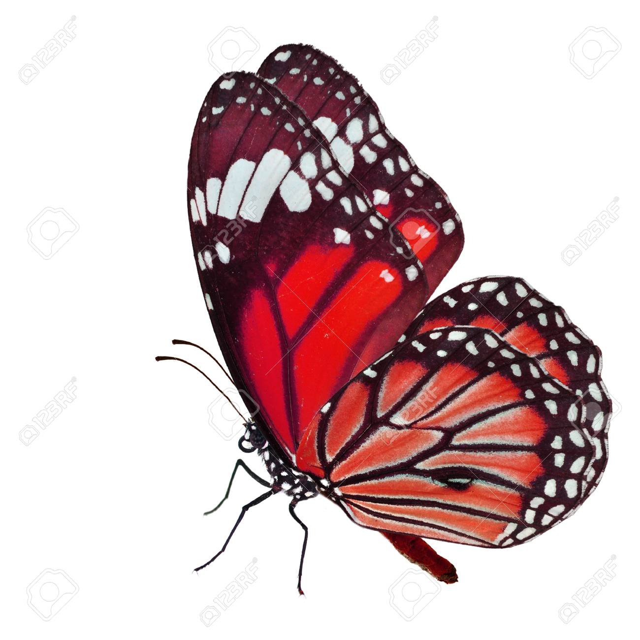 Beautiful Red Butterfly Flying Isolated On White Background Stock Photo,  Picture And Royalty Free Image. Image 42140396.