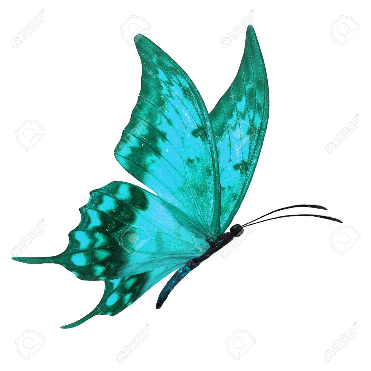 分離の白い背景を飛んでいる美しい青い蝶 の写真素材 画像素材 Image