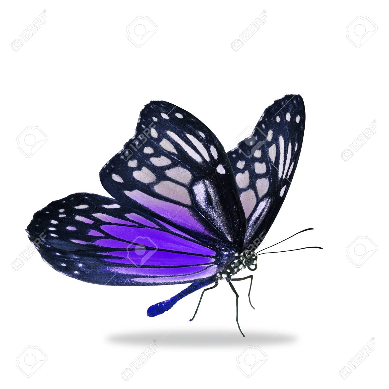 Beautiful Black And Purple Butterfly Isolated On White Background Stock Photo Picture And Royalty Free Image Image 57178356