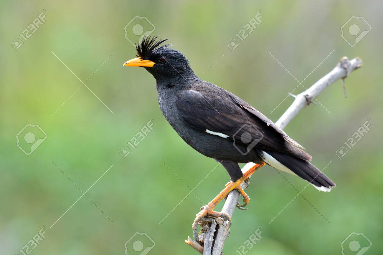 Bel Oiseau Noir Myna à Ventre Blanc Acridotheres Grandis Posé Sur Une Branche Thaïlande