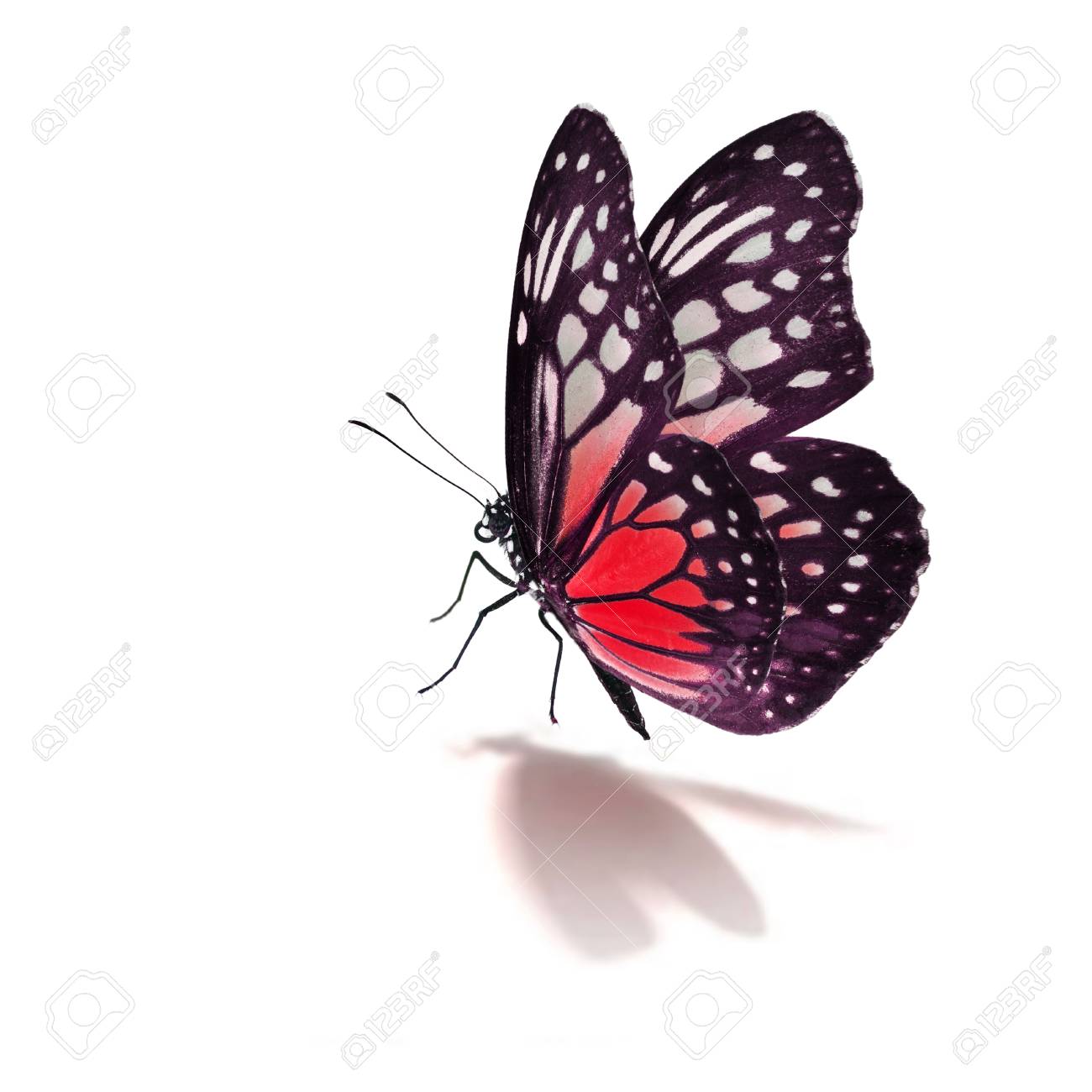 白い背景で隔離の美しい赤い蝶の写真素材・画像素材 Image 62481507