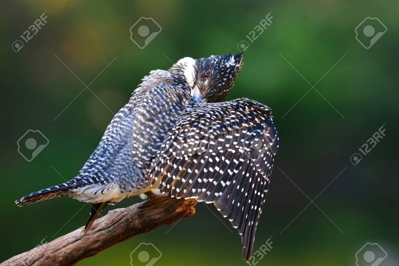 Beau Oiseau Noir Et Blanc Femelle De Martin Pêcheur Huppé Megaceryle Lugubris Assis Sur Une Branche Pris De Thaïlande