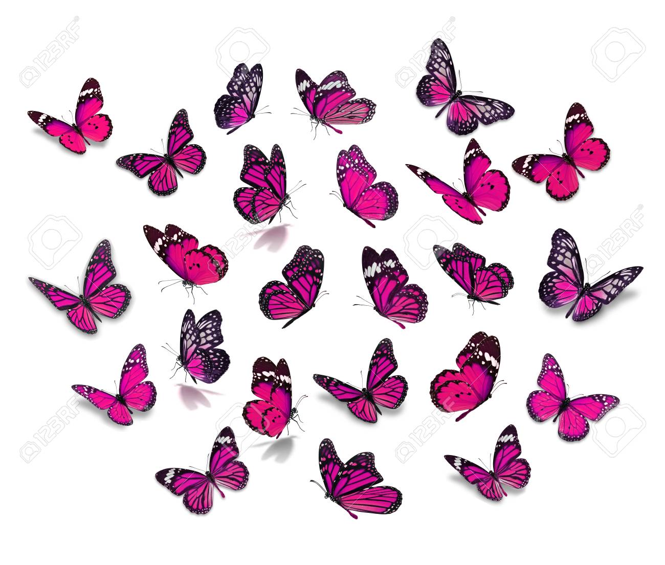 Featured image of post Monarch Butterfly Wallpaper Pink