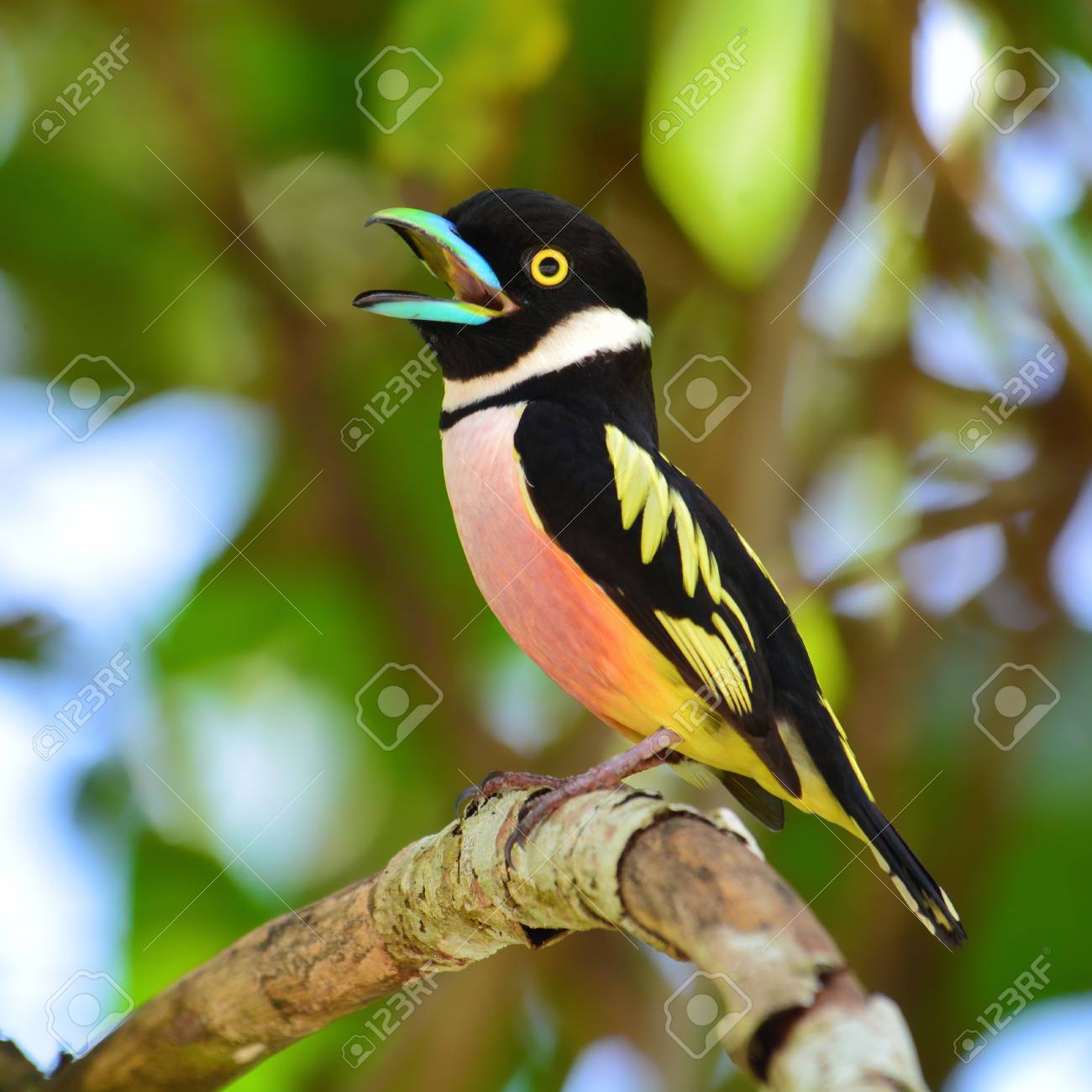 美しいヒロハシ科鳥、ケンクラチャン国立公園、タイの黒と黄色ヒロハシ