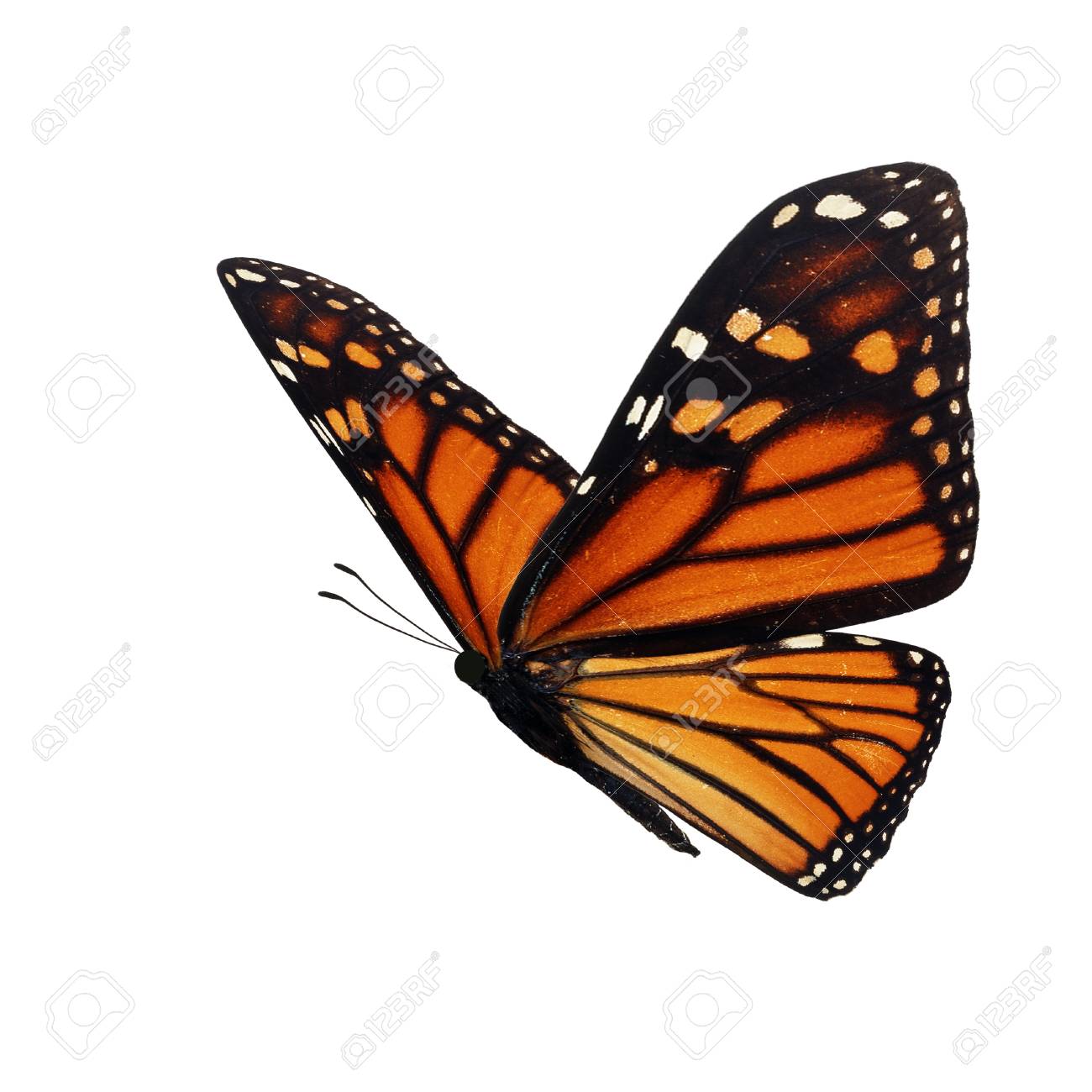 Beautiful monarch butterfly isolated on white background. - 91200165 Beautiful monarch butterfly isolated on white background. - 91200165