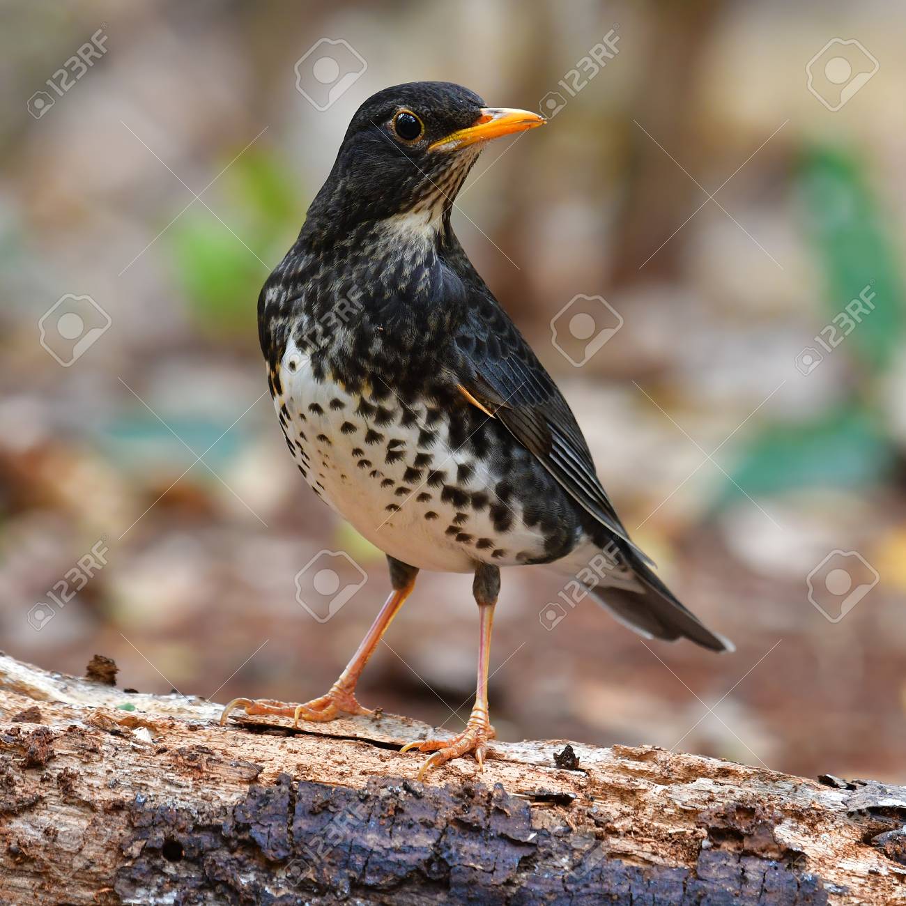 美しい黒い鳥 日本のツグミ トゥルダスカーディス が丸太の上に立ち タイの鳥 の写真素材 画像素材 Image 美しい黒い鳥 日本のツグミ トゥルダスカーディス が丸太の上に立ち タイの鳥 の写真素材 画像素材 Image