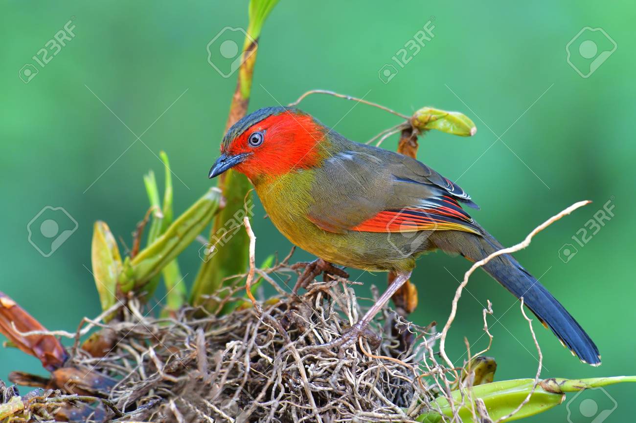美しいカラフルな鳥、赤い顔のリオチクラ(リオチクラリッポニ