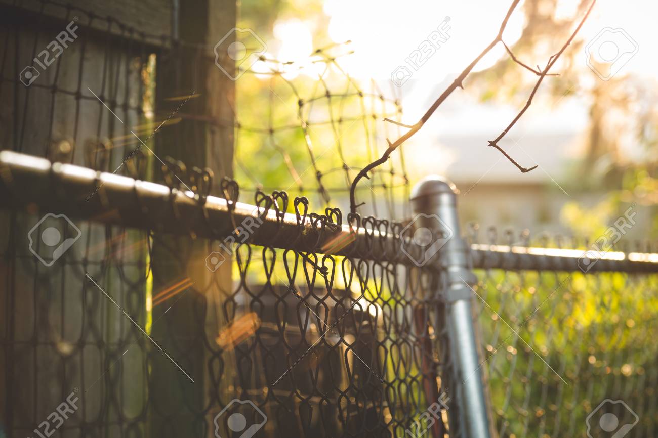 A Battered Chain Link Fence And Chicken Wire With Plants In The