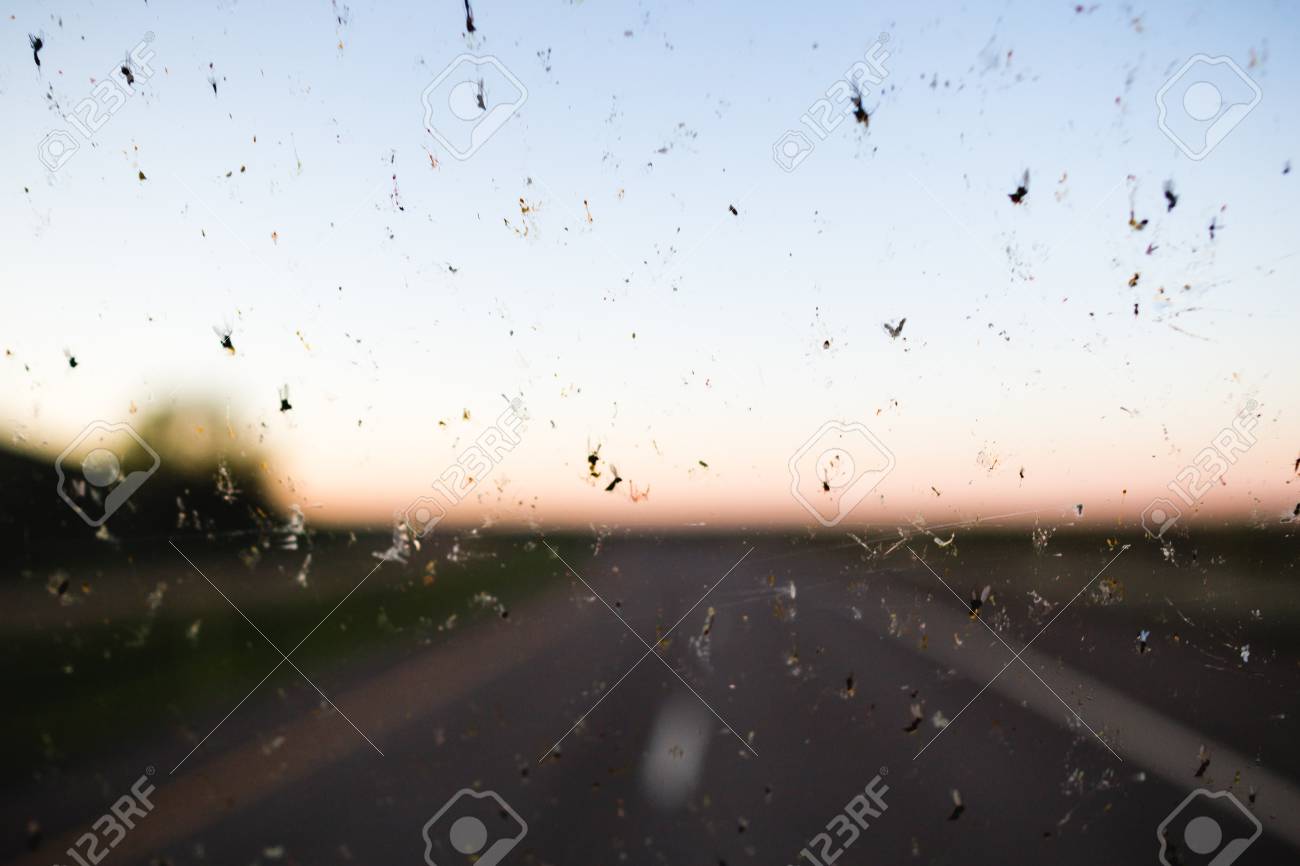 Dead Bugs Splattered On A Windshield With A Highway In The Background Stock Photo Picture And Royalty Free Image Image Dead Bugs Splattered On A Windshield With A Highway In The Background Stock Photo Picture And Royalty Free Image Image