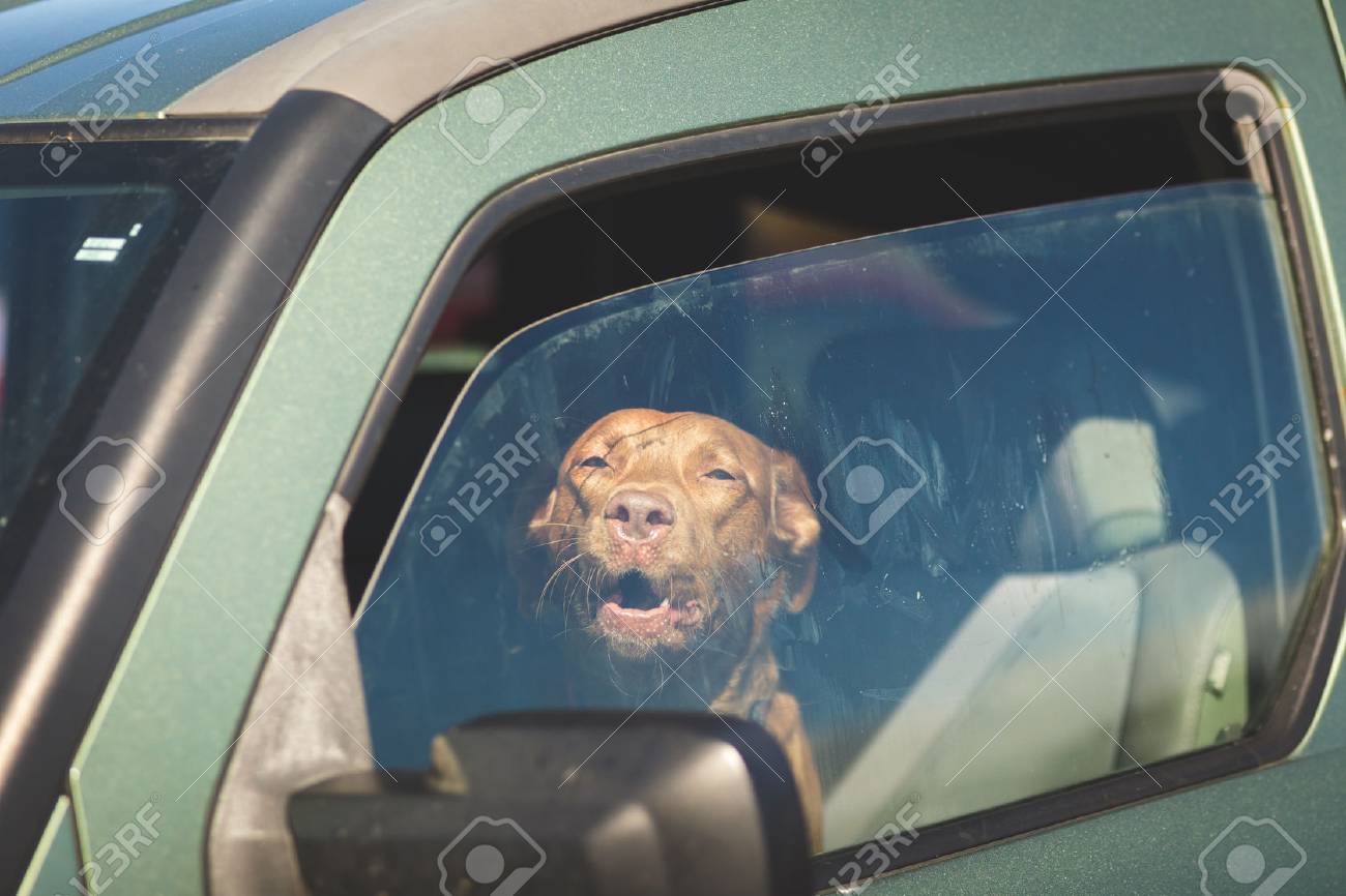 Brown pet dog sitting inside a vehicle gazing out of a window. - 77306062 Brown pet dog sitting inside a vehicle gazing out of a window. - 77306062