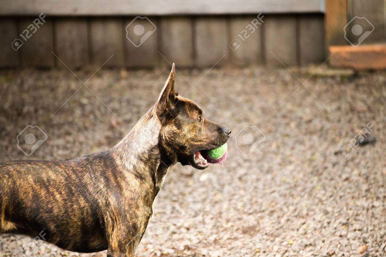 茶色と黒のピットブルは その口にボールを持つ外犬スタンドをミックスします の写真素材 画像素材 Image