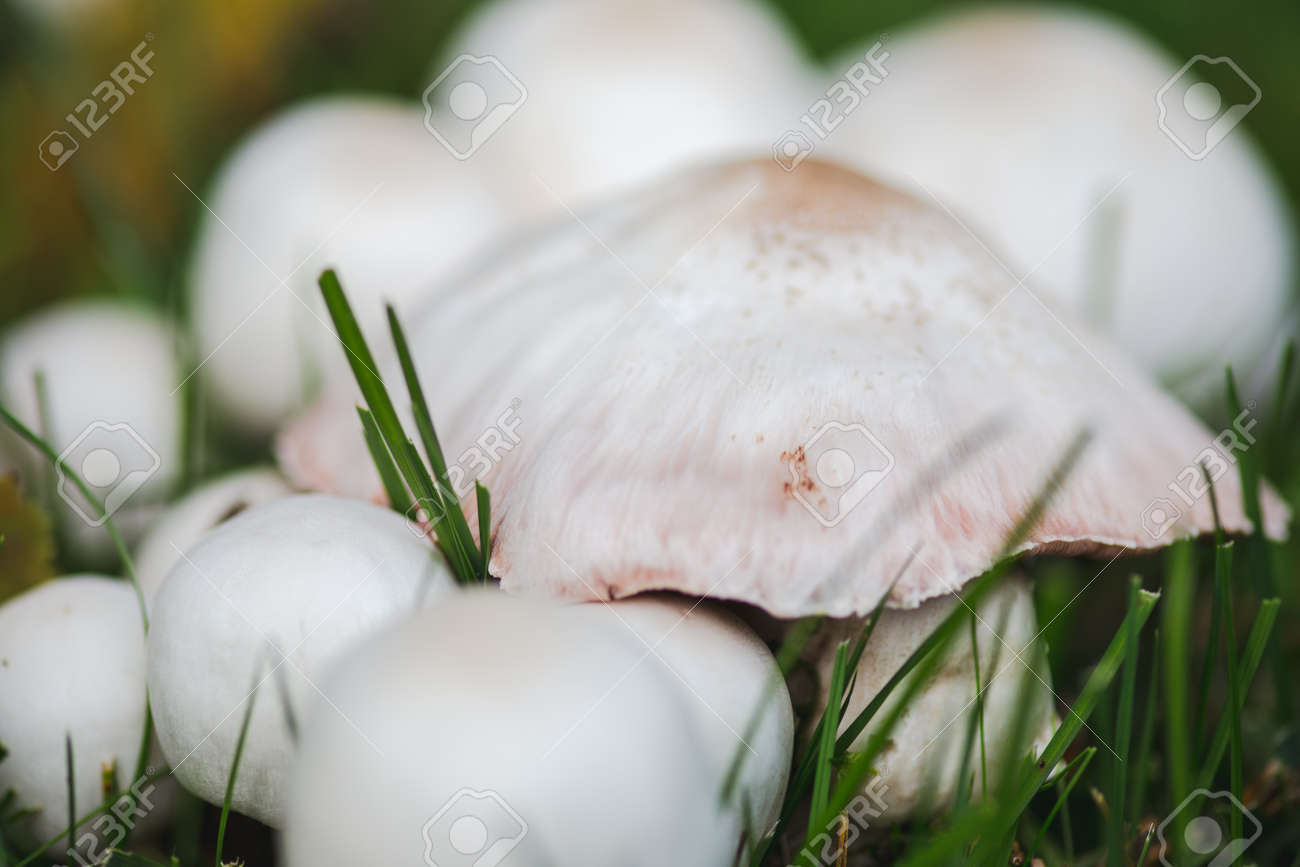 mushroom in guinea pig cage