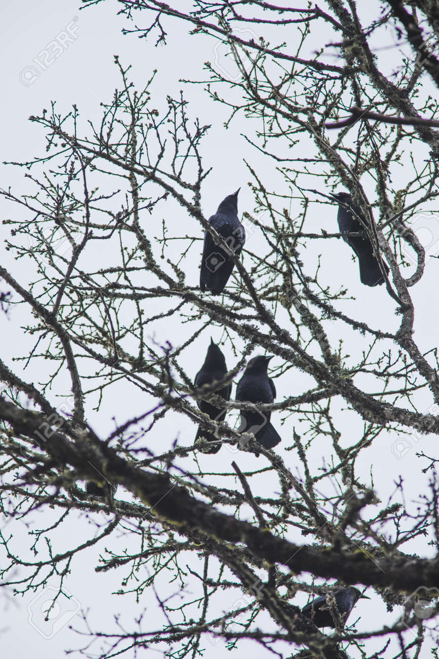 Four Crows Sit Perched In A Tree With No Leaves. Black Birds In Tree  Branches. Fall Or Winter Setting. Captured In Beaverton, Oregon, USA.  Фотография, картинки, изображения и сток-фотография без роялти. Image