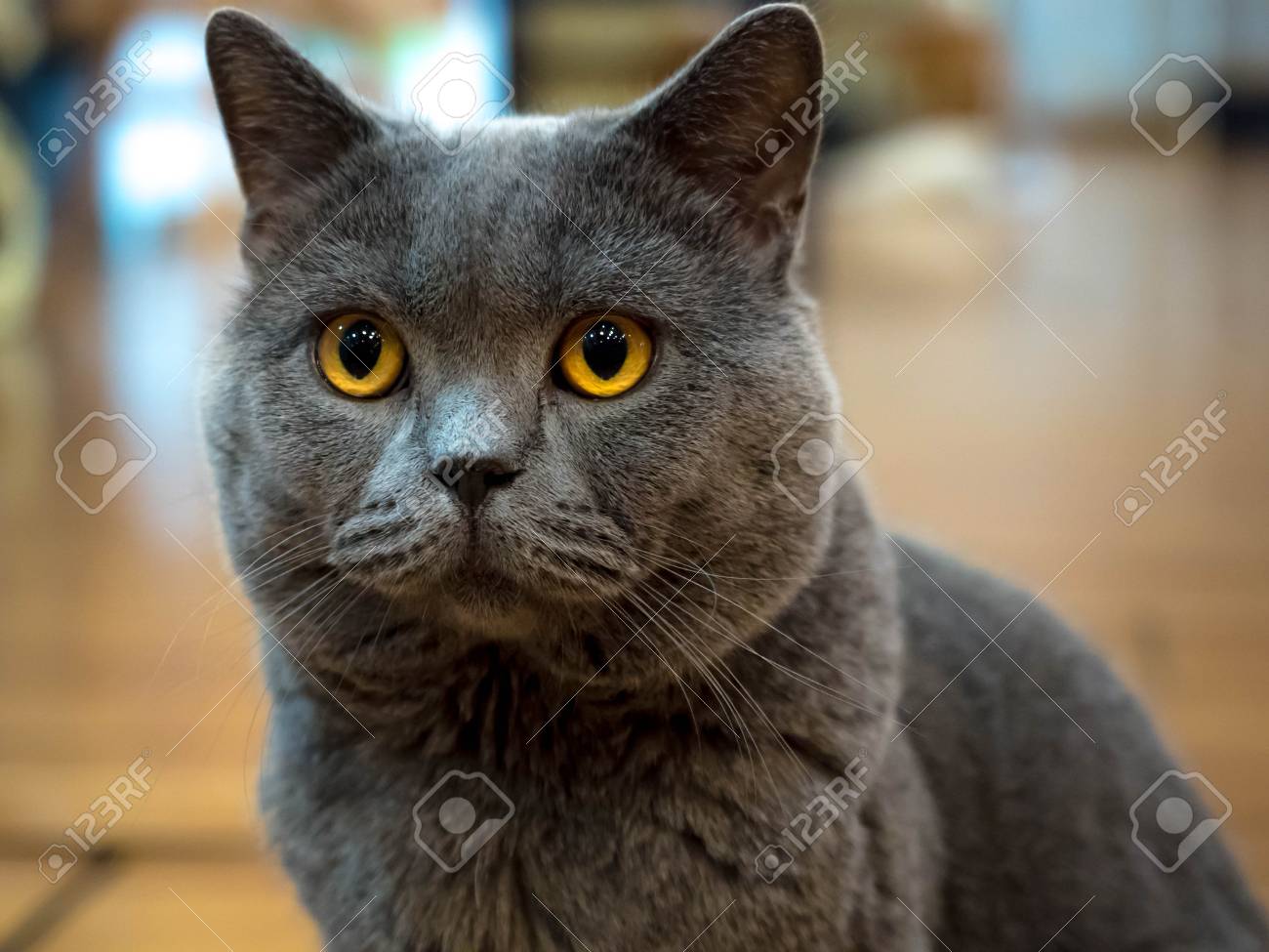 イギリスの短い髪猫青黄色目。 の写真素材・画像素材. Image 88457481.