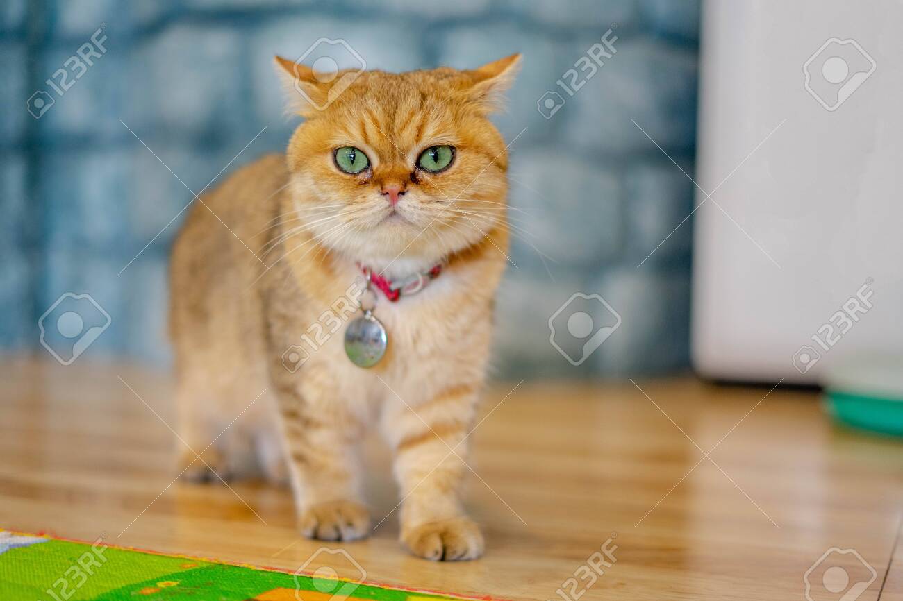 Golden Shaded British Shorthair Stock Photo Picture And Royalty