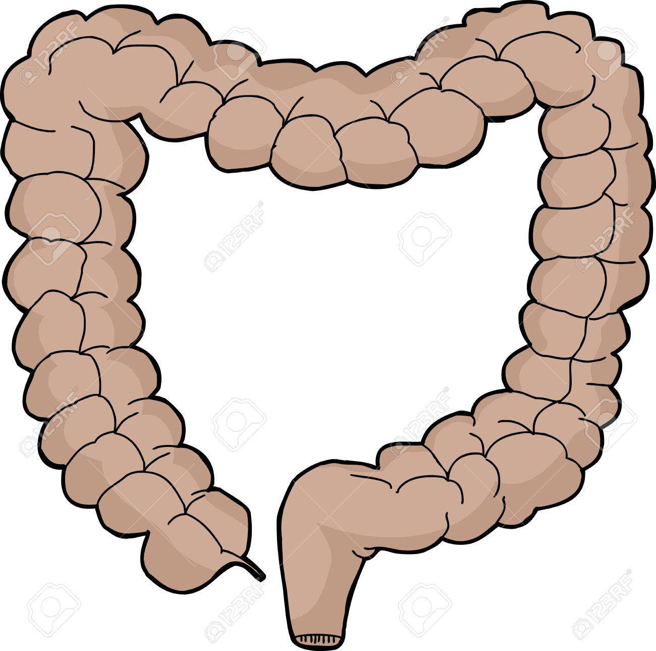 isolated hand drawn human large intestine cartoon royalty free