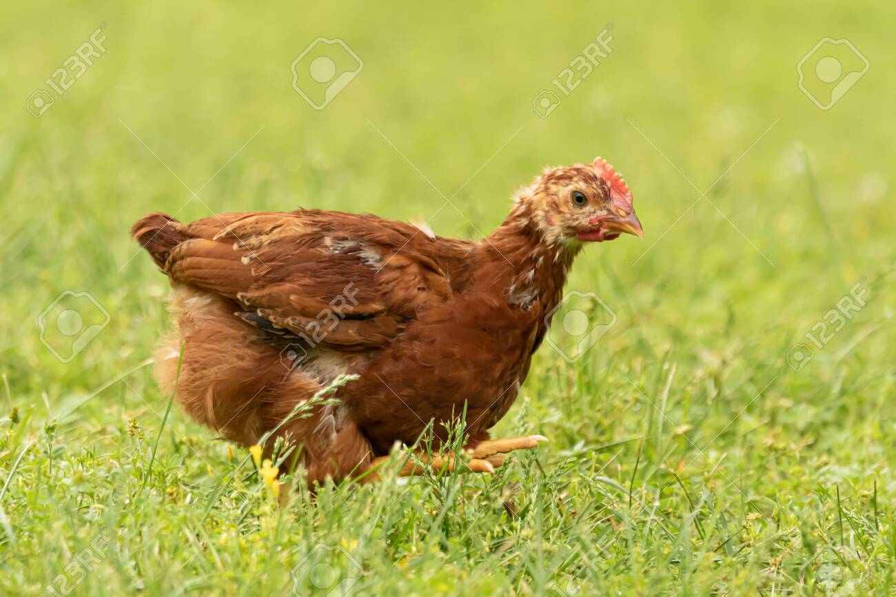 Red Production And Long Island Red Chickens Search The Grass Stock Photo Picture And Royalty Free Image Image 127918122