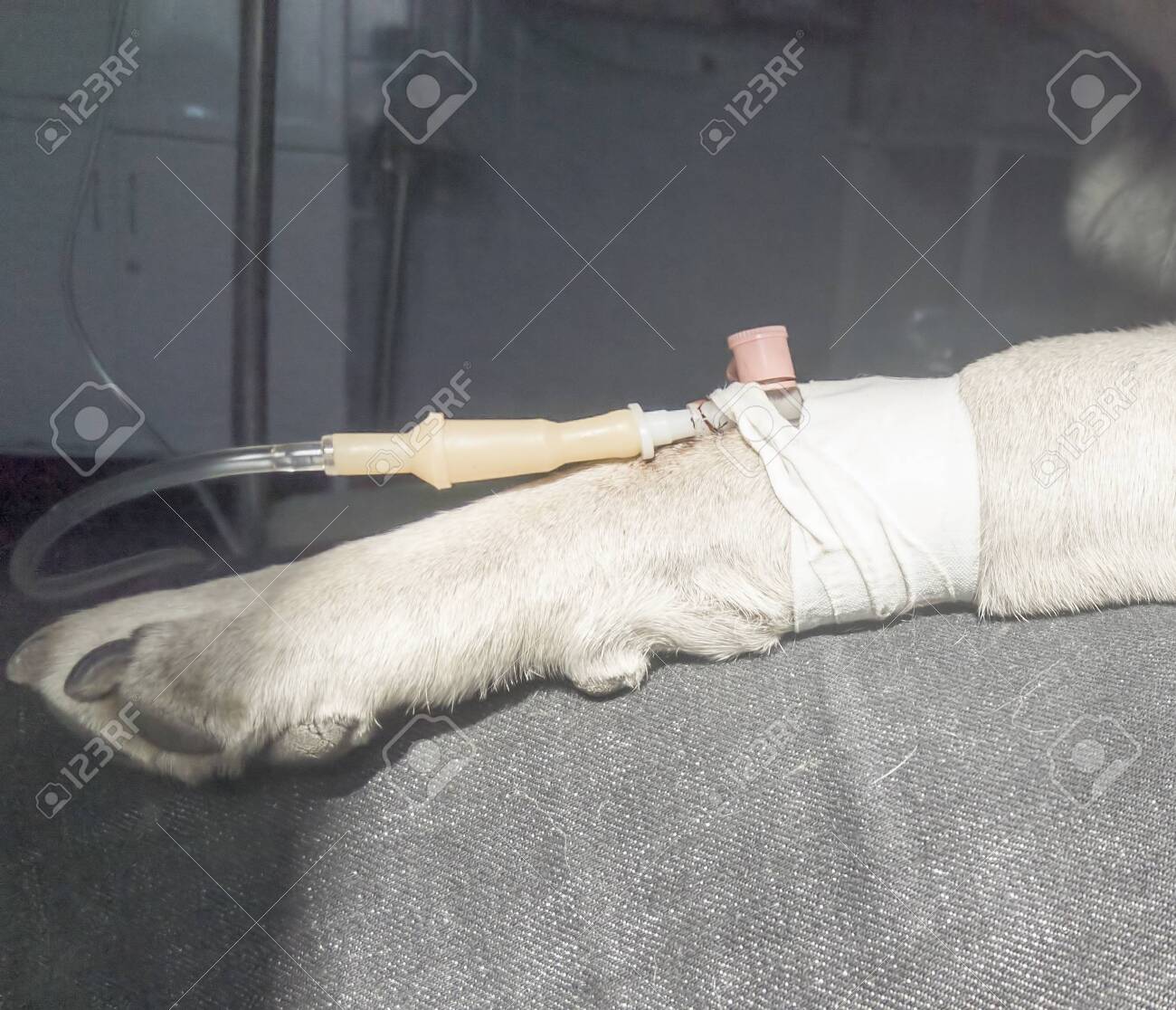 Pug Receives Intravenous Infusion Through A Peripheral Catheter Dog In Veterinary Clinic Stock Photo Picture And Royalty Free Image Image 122726499