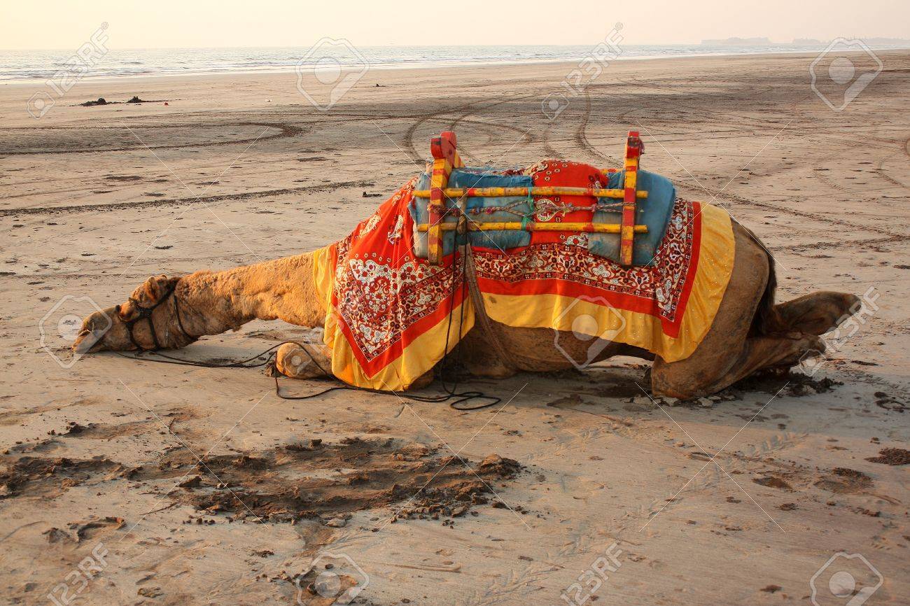 Angry Rajasthan camel eats owner's head after he tied it in the sun all day  long! | India.com, image size:1300x866