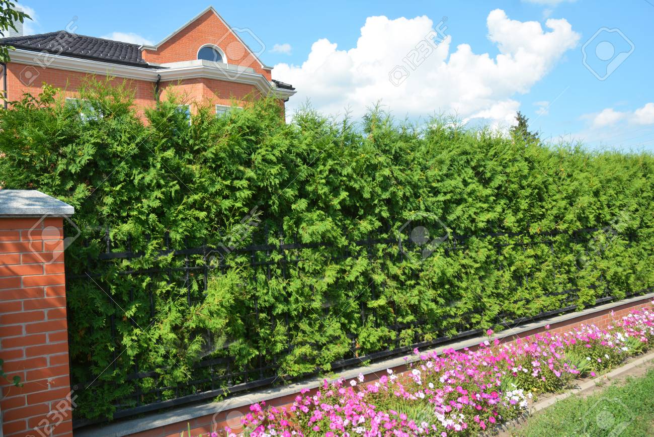 トゥージャ植物から美しい家常緑フェンス トゥジャ オクシデンタリス ブラバントとスマラグドは緑のフェンスです の写真素材 画像素材 Image