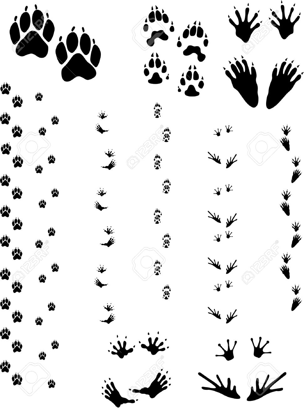 Paw Prints And Tracks Of Five Different Animals. Top Row Left To Right:  Dog, Wolverine, Raccoon. Bottom Row: Opossum, Frog. Vectors Are All Clean  Objects Easy To Color Or Add Background. All, image size:971x1300