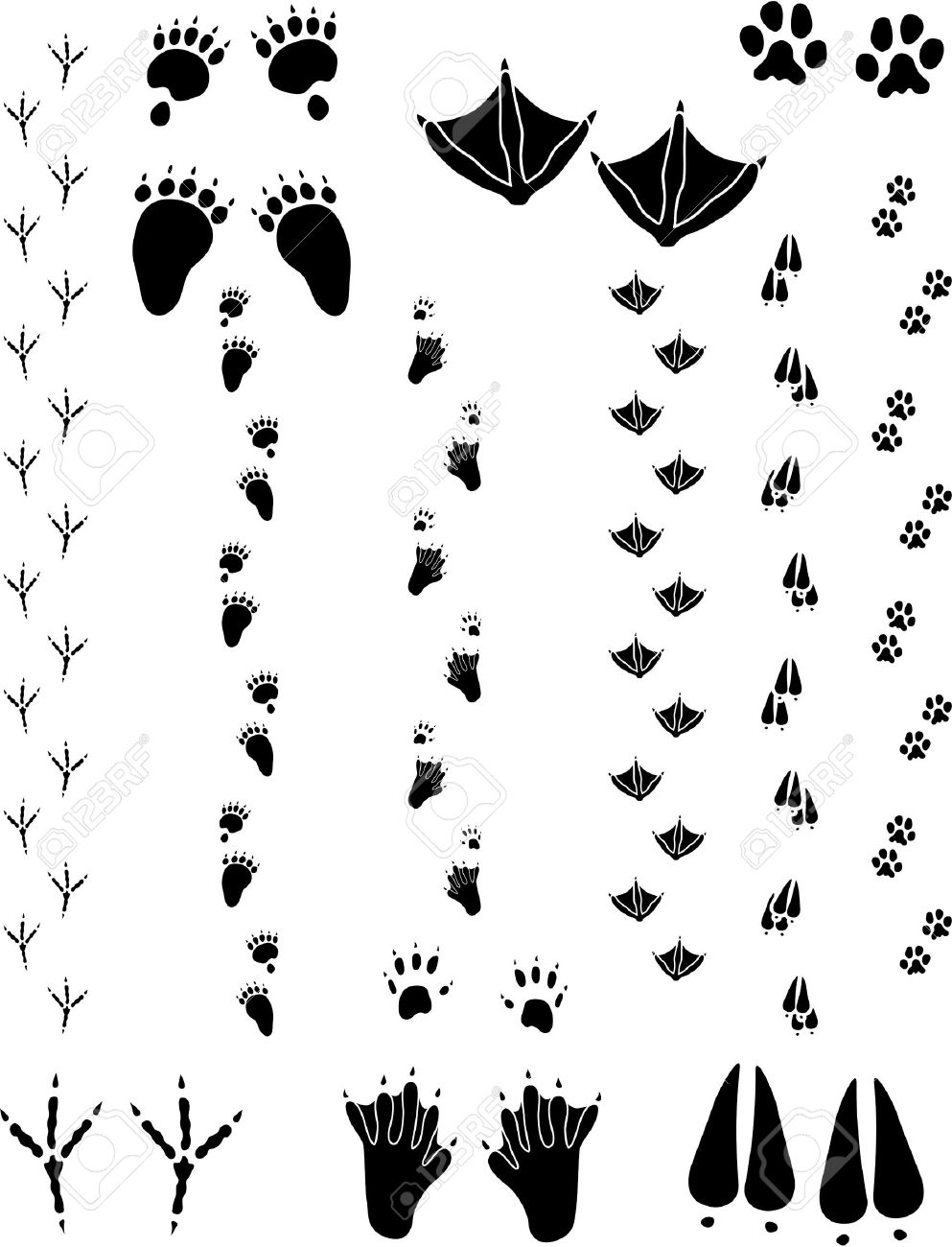 足の印刷物および六つの異なる動物のトラック 行の左から右にトップ 黒いクマ カモメ 猫 最下行 カラス ビーバー 黒い尾鹿ベクトルはすべてクリーン オブジェクトの色に簡単ですまたは背景を追加します すべての非黒い領域は透明ベクトルで のイラスト素材