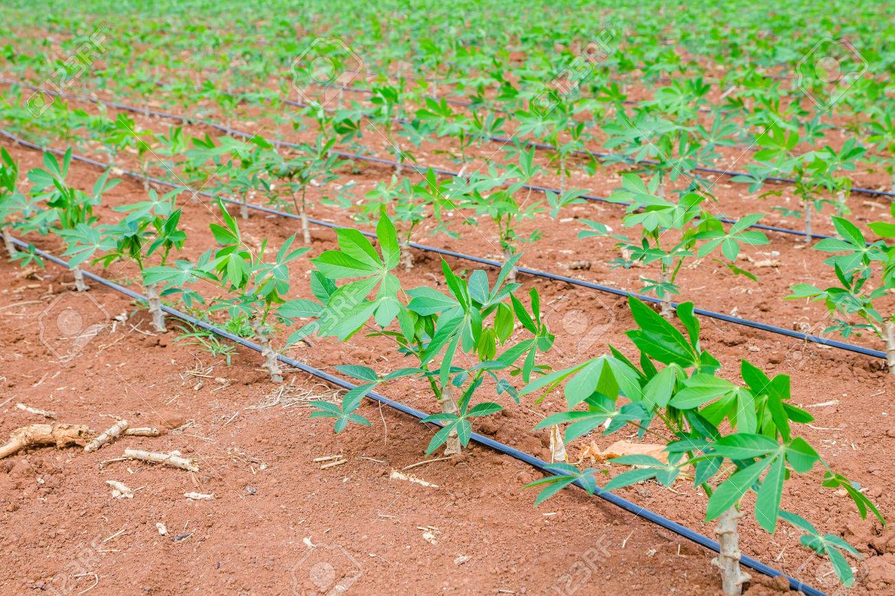 農地にキャッサバ マニオク工場を閉じる の写真素材 画像素材 Image