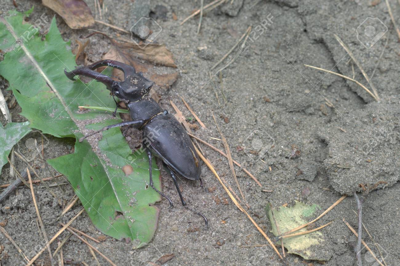 クワガタ 虫の本当の王様黒いエリトラと珍しい品種 穿孔 殺害 の写真素材 画像素材 Image