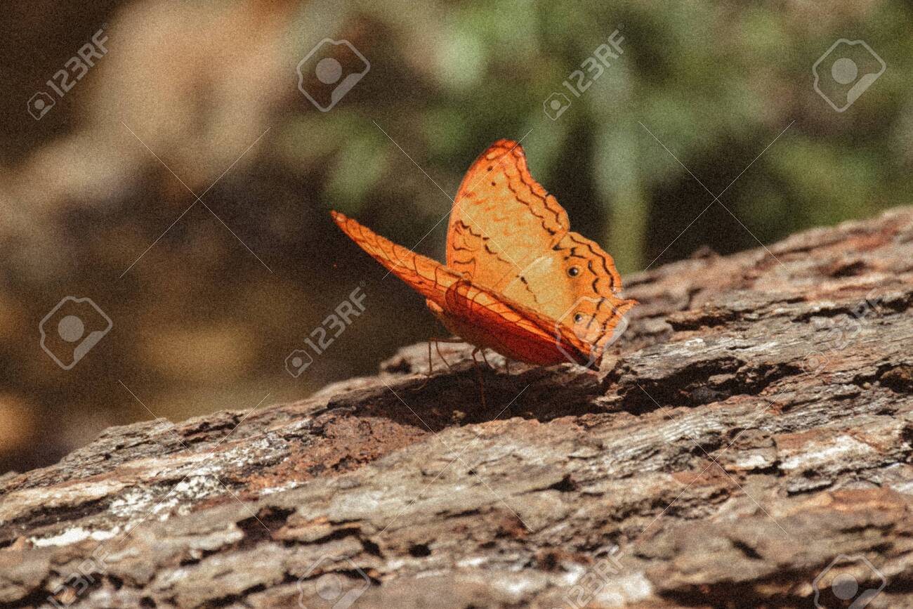 etiam-dictum-ipsum-a-felis