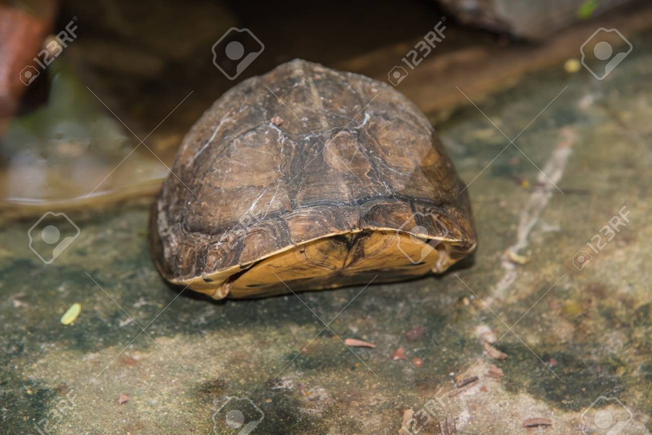 湿地帯で タイの隣に座っている東の長い首亀 の写真素材 画像素材 Image