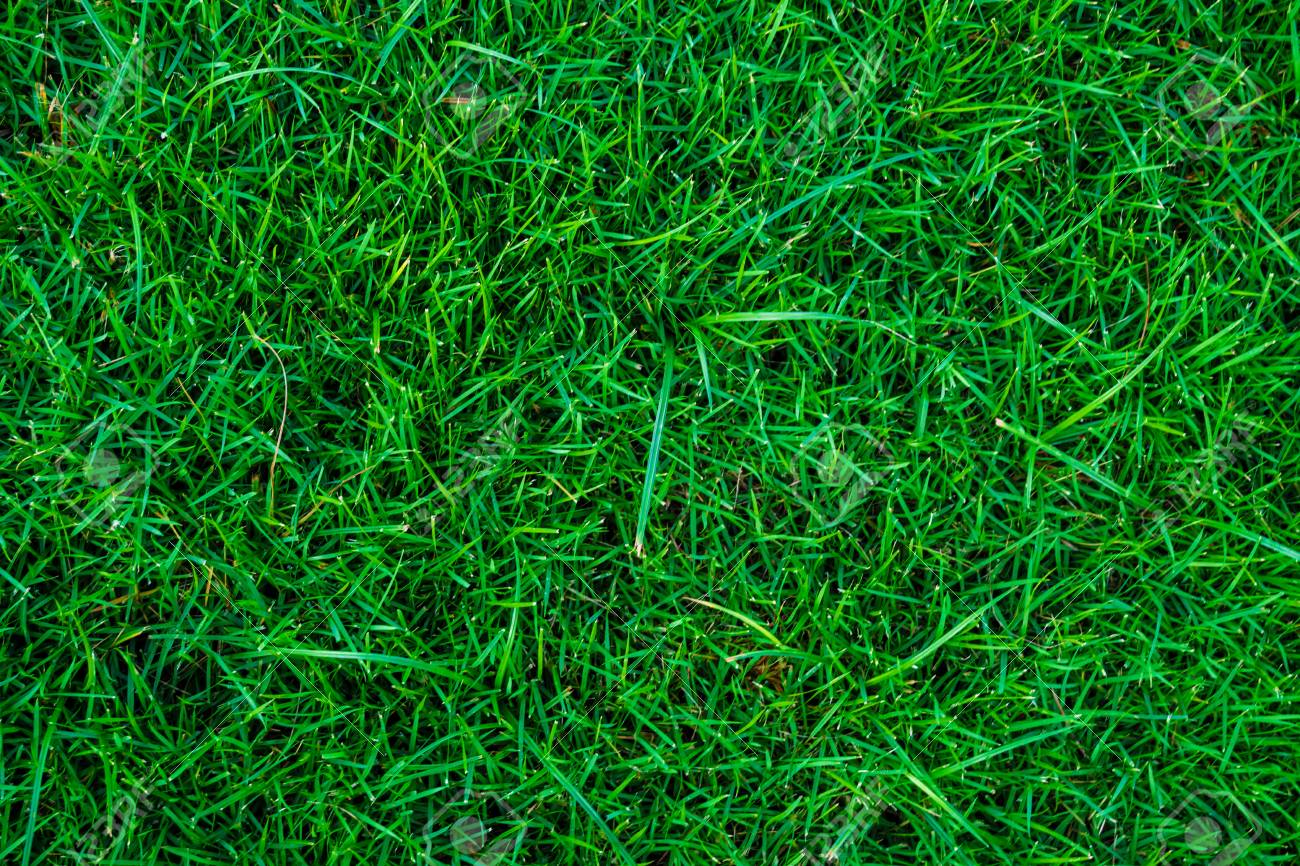 Green Natural Grass Texture Top View Stock Photo Picture And