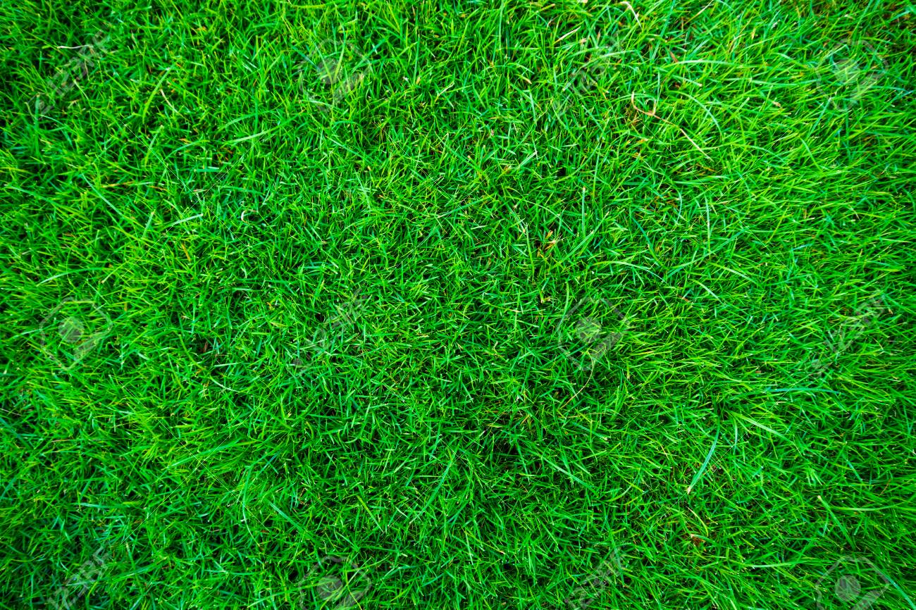 Green Natural Grass Texture Top View Stock Photo Picture And
