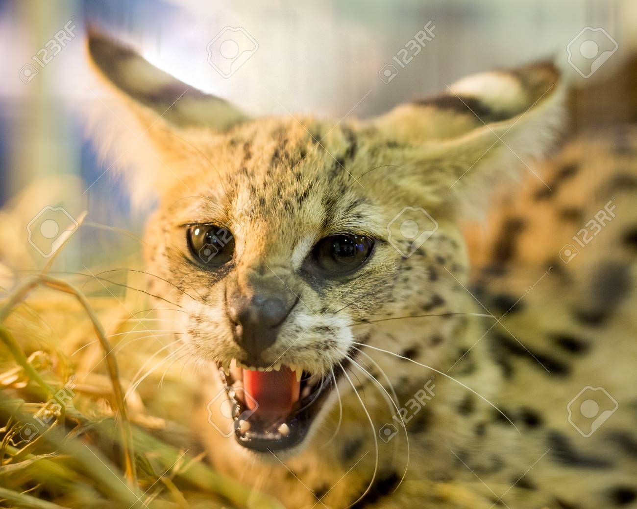 etiam-dictum-ipsum-a-felis