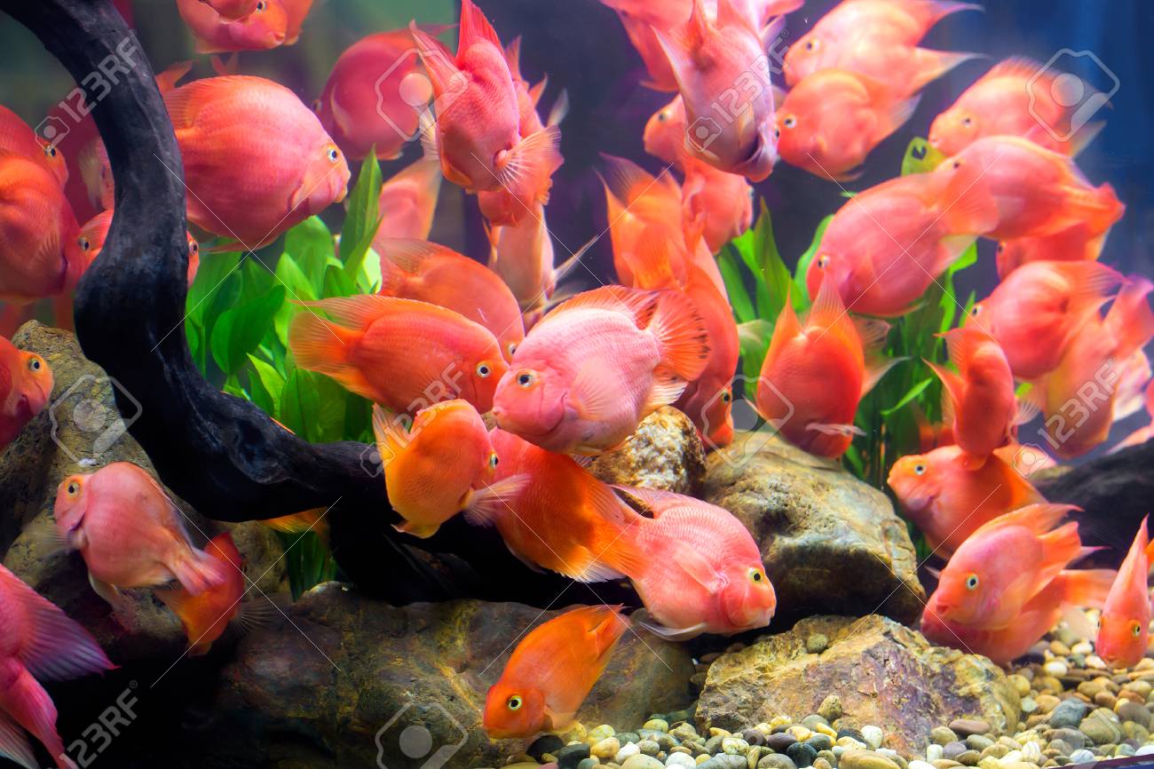 group of red parrot cichlid stock photo picture and royalty free