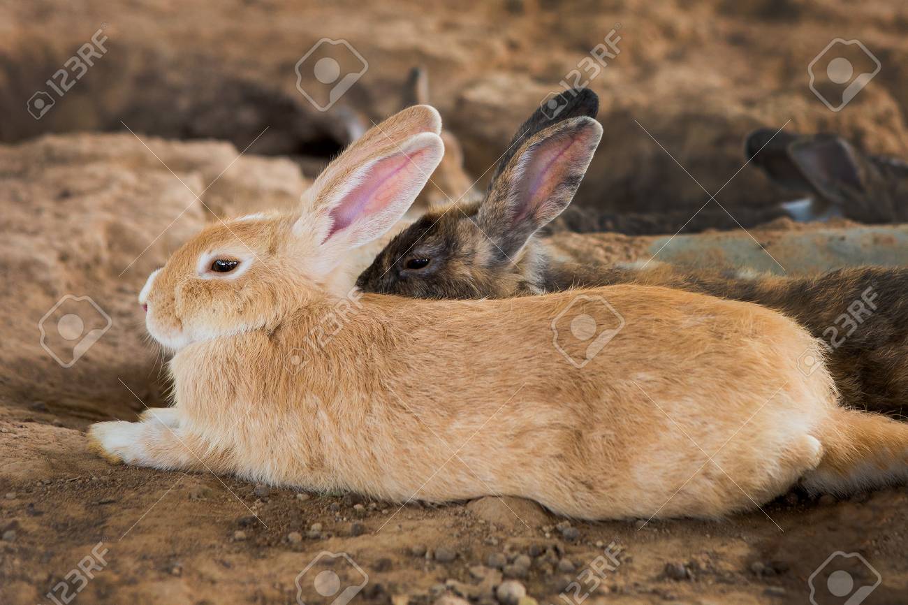 檻の中のウサギ の写真素材 画像素材 Image 檻の中のウサギ の写真素材 画像素材 Image