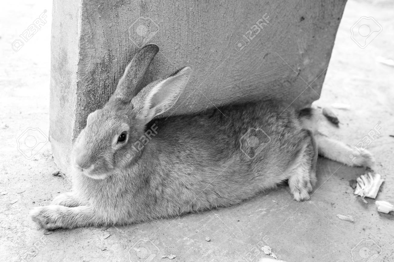 檻の中のウサギ の写真素材 画像素材 Image 檻の中のウサギ の写真素材 画像素材 Image