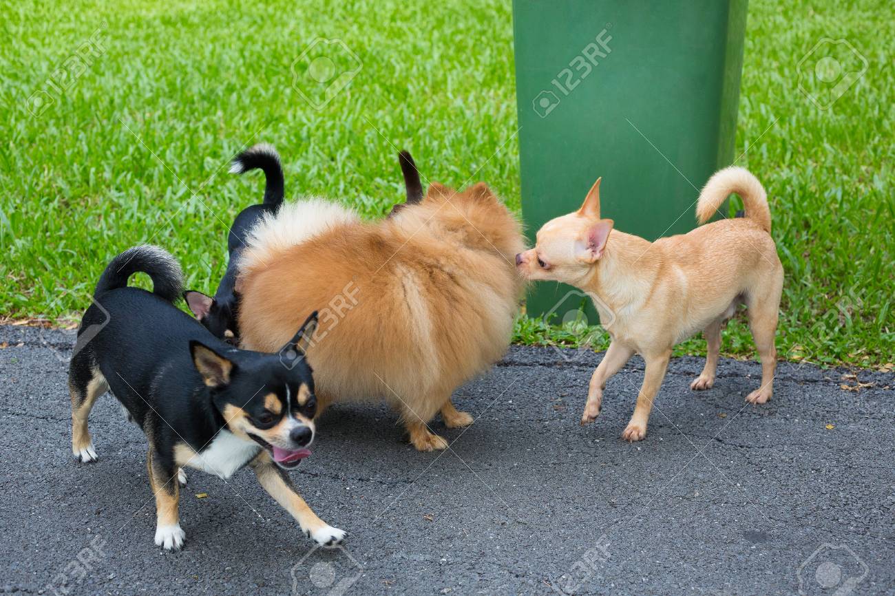 juegos de jardin para perros