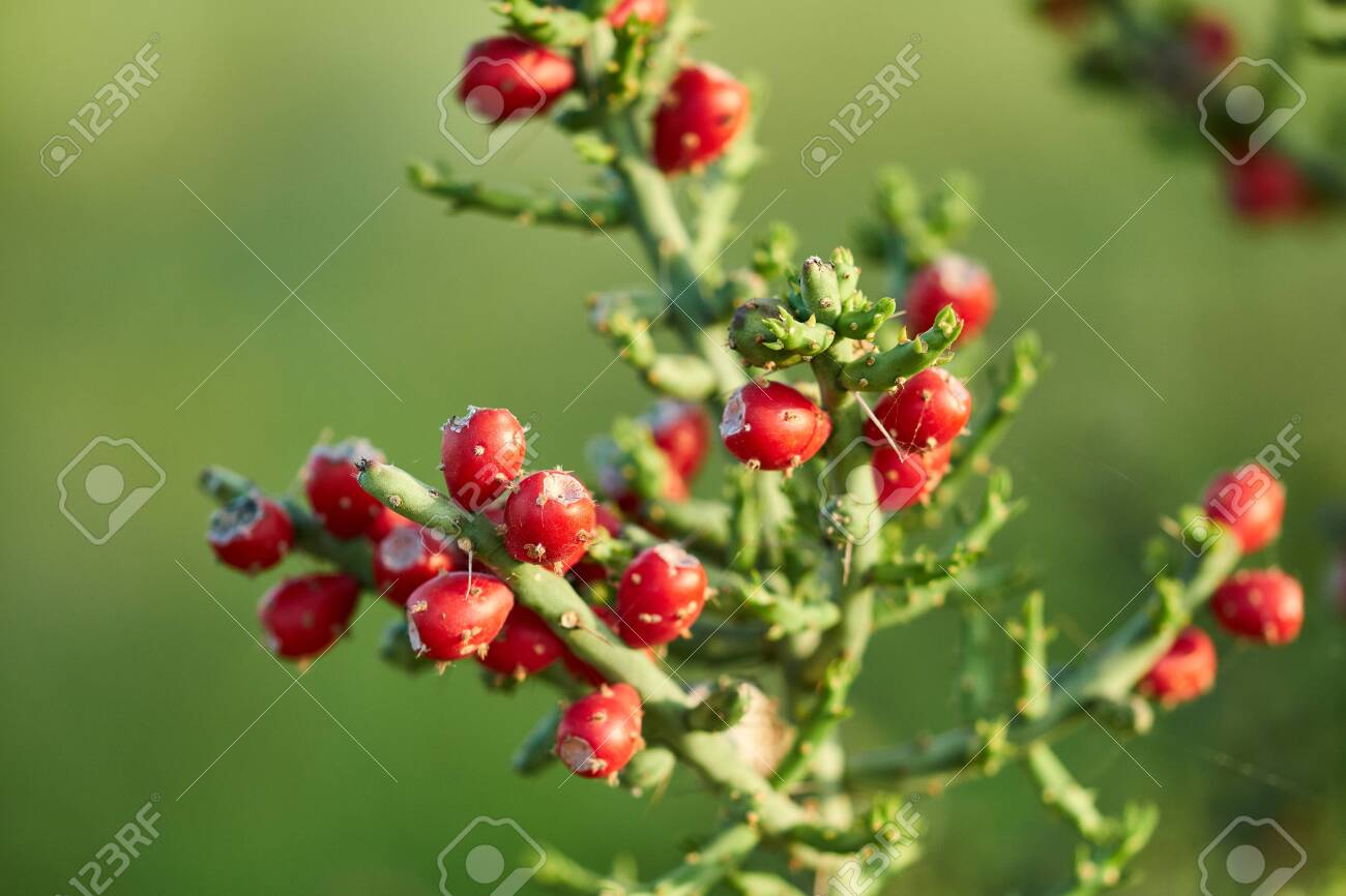 Texas Christmas Cactus West Texas Pencil Cholla Cactus Cylindropuntia Stock Photo Picture And Royalty Free Image Image 138243203