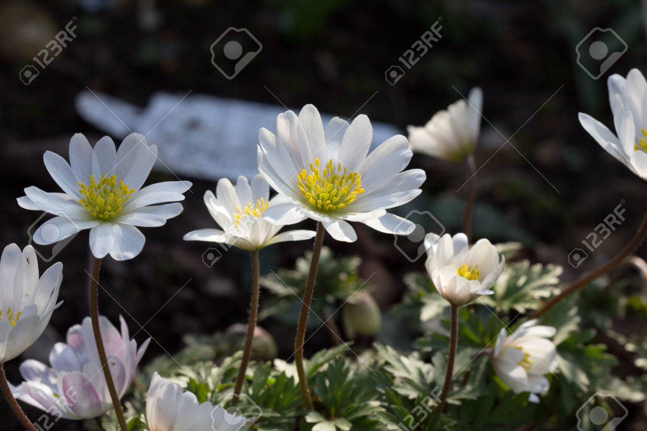 アネモネ Blanda の写真素材 画像素材 Image