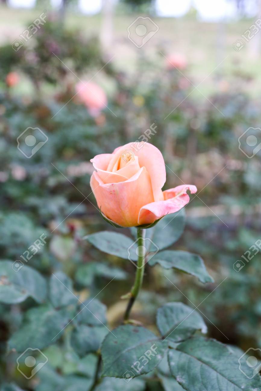 ビバリー ローズやピンクの薔薇の庭 の写真素材 画像素材 Image