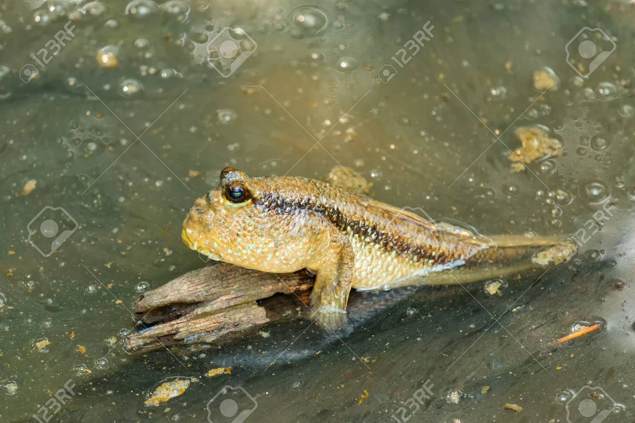 マングローブ林のムツゴロウ の写真素材 画像素材 Image